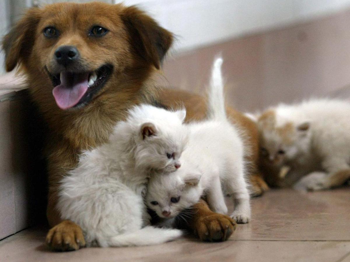 https://www.quotidianodelsud.it/wp-content/uploads/2026/07/pechino-cane-adotta-tre-cuccioli-di-gatto.jpeg