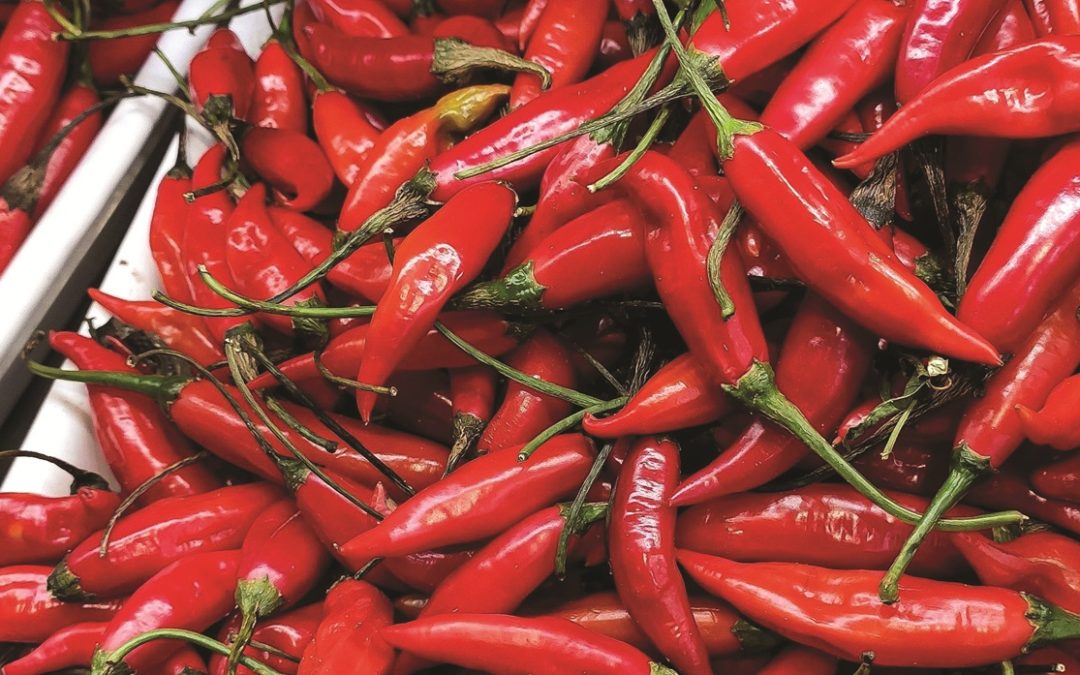 L’Igp del peperoncino di Calabria