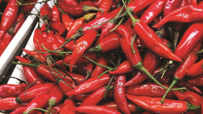 L’Igp del peperoncino di Calabria