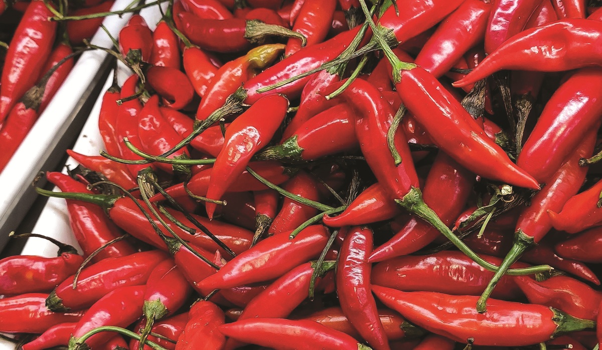 https://www.quotidianodelsud.it/wp-content/uploads/2026/07/peperoncino-di-calabria.jpg