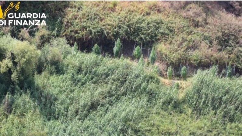 Crotone, la Finanza sequestra due piantagioni di cannabis tra Cutro e Papanice