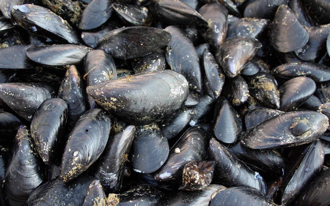 Caldo fa strage di molluschi nel delta del Po, moria di cozze e vongole