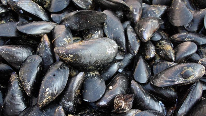 Caldo fa strage di molluschi nel delta del Po, moria di cozze e vongole