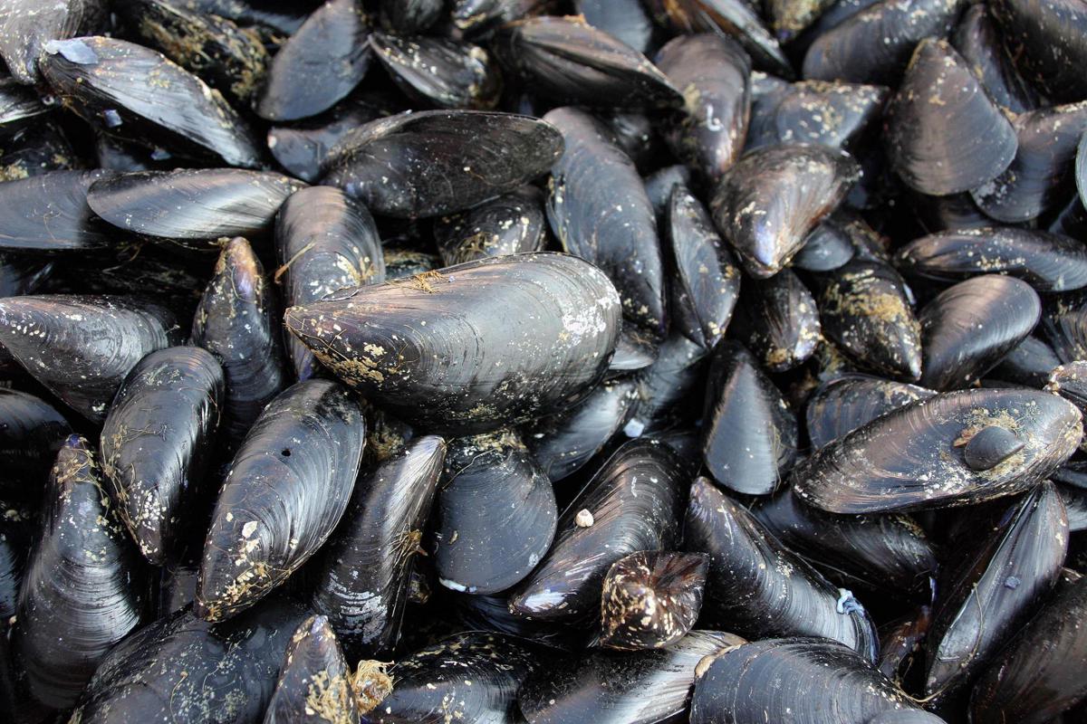 https://www.quotidianodelsud.it/wp-content/uploads/2026/07/taranto-la-pepata-di-cozze-piu-grande-del-mondo.jpeg