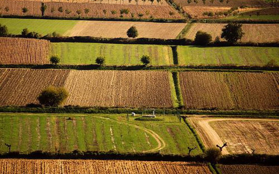Banca nazionale delle Terre Agricole (Bta), al via nona edizione: in vendita 8.863 ettari per un valore di oltre 121 milioni di euro