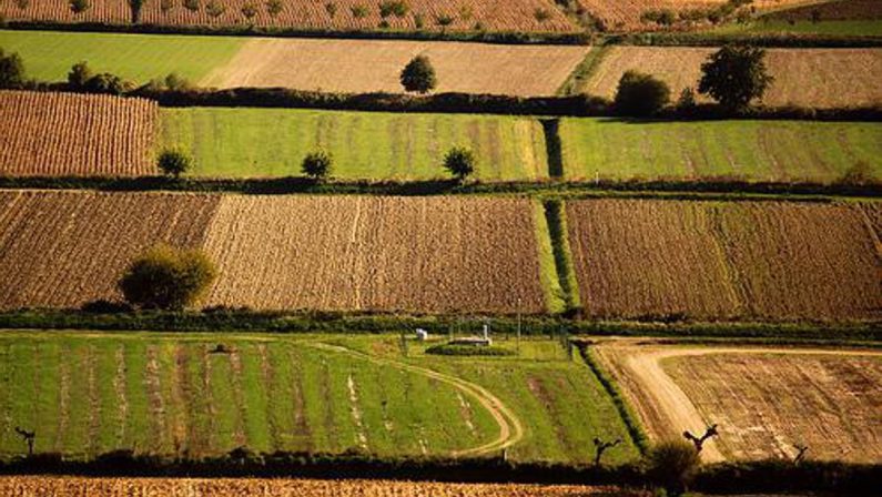 Banca nazionale delle Terre Agricole (Bta), al via nona edizione: in vendita 8.863 ettari per un valore di oltre 121 milioni di euro