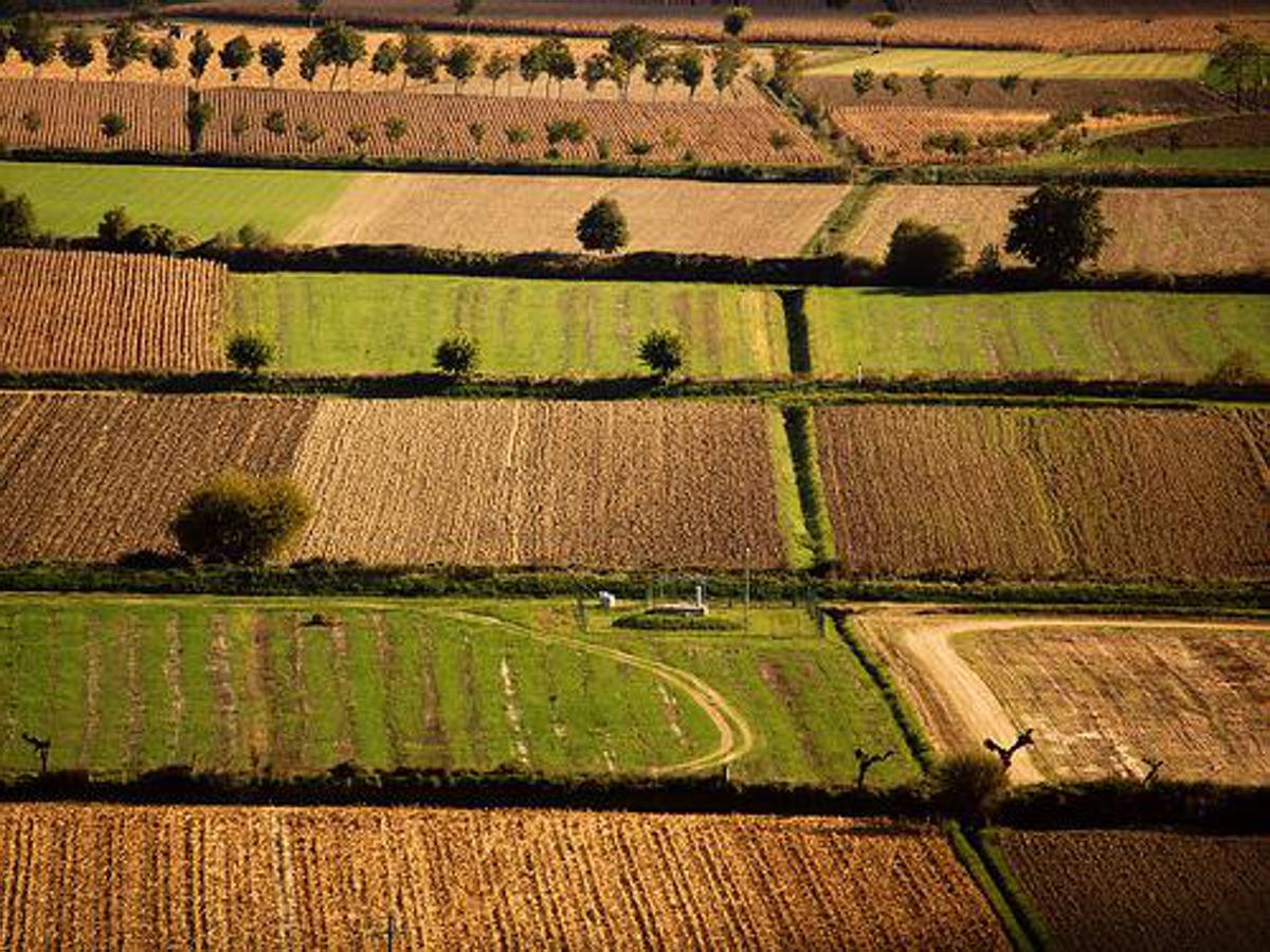 https://www.quotidianodelsud.it/wp-content/uploads/2026/07/terreni-agricoli.jpeg