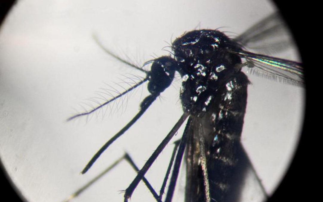 Dengue, in focolai in Italia prevale trasmissione a breve distanza: entro 400 metri