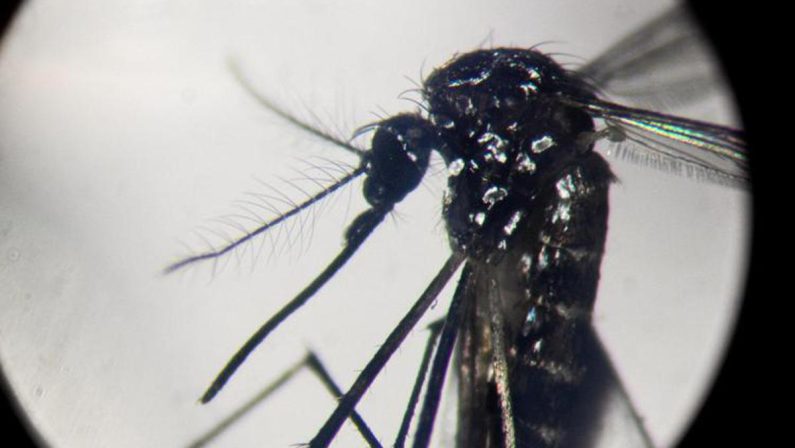 Dengue, in focolai in Italia prevale trasmissione a breve distanza: entro 400 metri