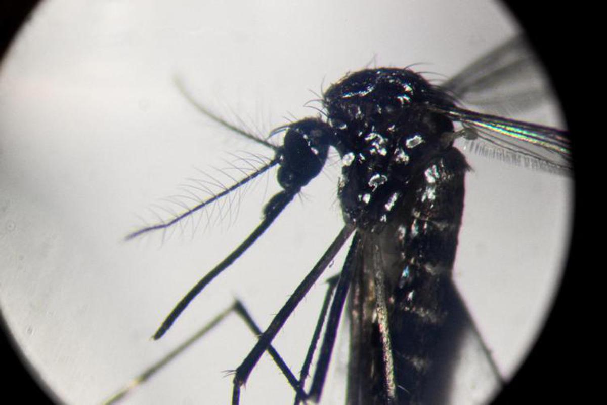 https://www.quotidianodelsud.it/wp-content/uploads/2026/07/zanzara-dengue-afp.jpeg