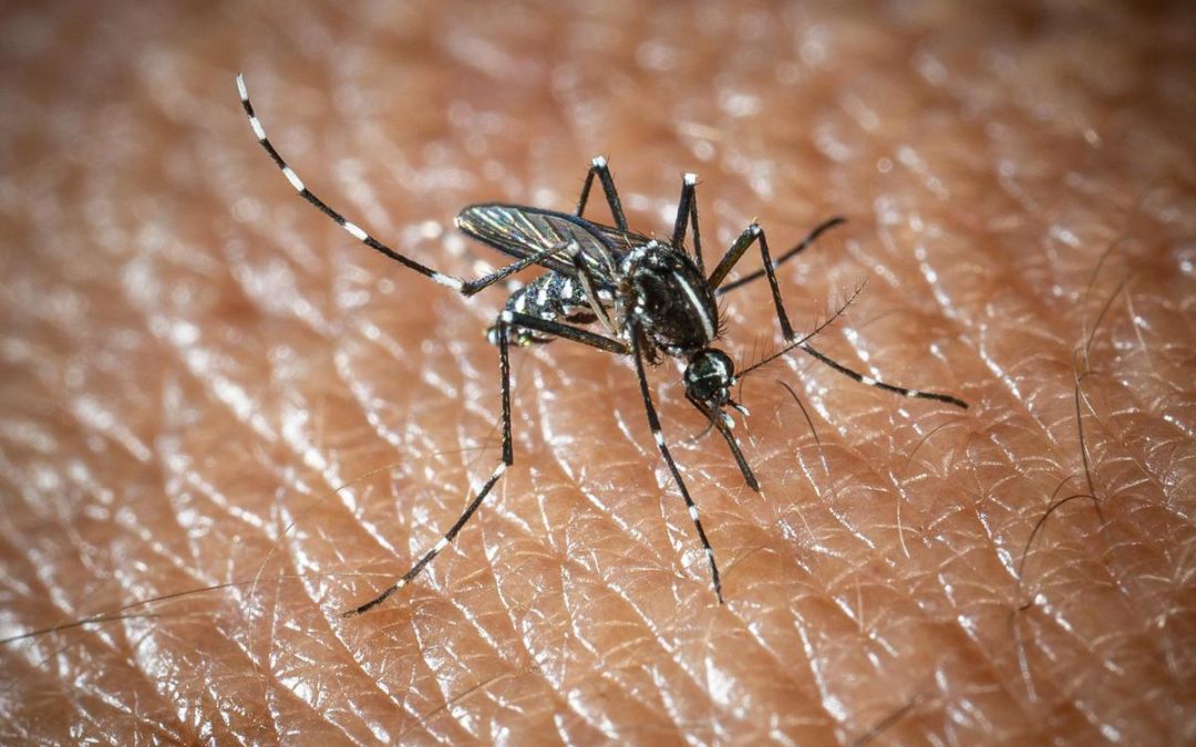 L’Oms lancia l’allarme, il virus West Nile cresce in Europa, 21 casi in Italia