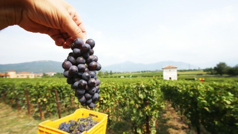 Confagricoltura Puglia: «Vendemmia record ma il mercato del vino ha il fiato corto»