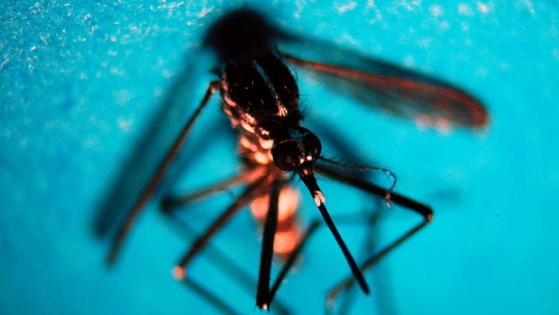 Da inizio anno 141 casi di West Nile, 192 di Dengue e 17 di Chikungunya: i dati del bollettino Iss