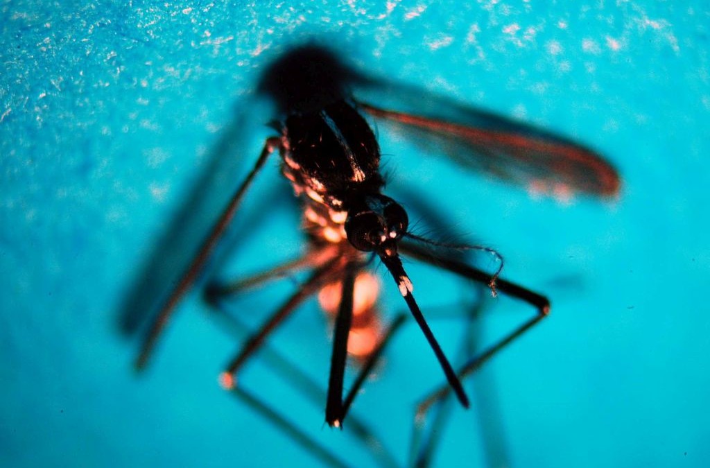 Nel 2026 in Italia 312 casi confermati di West Nile