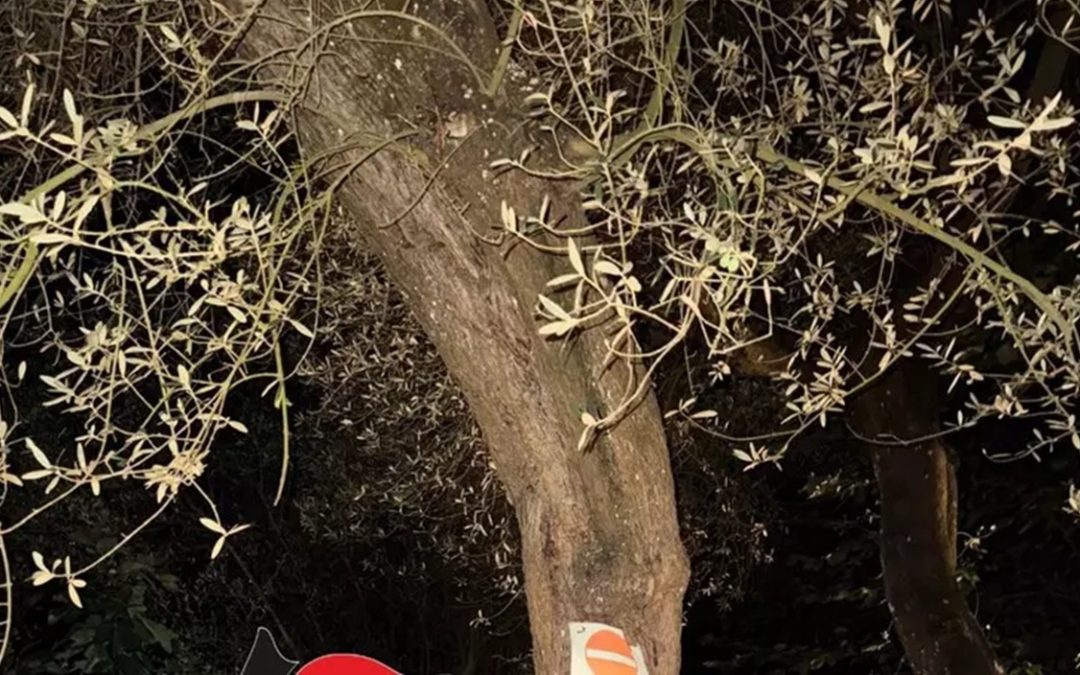 L'albero che veniva utilizzato per il deposito della droga