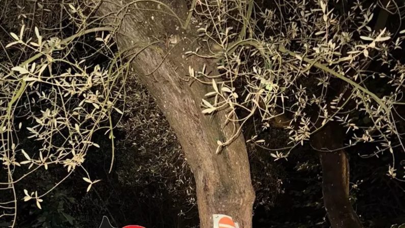 Droga nascosta in un albero, indicazioni ai clienti su Whatsapp