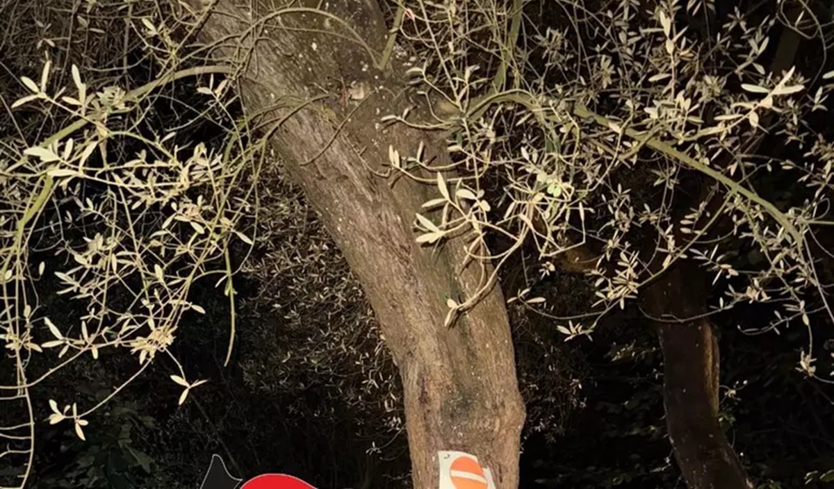 https://www.quotidianodelsud.it/wp-content/uploads/2026/08/albero-droga.jpg