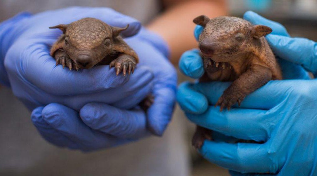 Lebbra, casi in aumento in Florida e l’armadillo torna sotto i riflettori