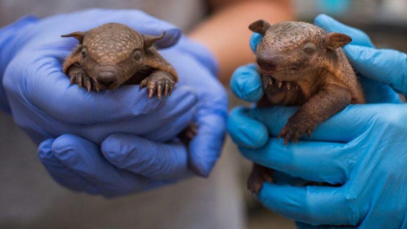 Lebbra, casi in aumento in Florida e l’armadillo torna sotto i riflettori