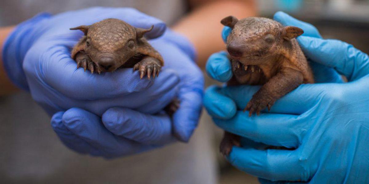 https://www.quotidianodelsud.it/wp-content/uploads/2026/08/armadillos.jpeg