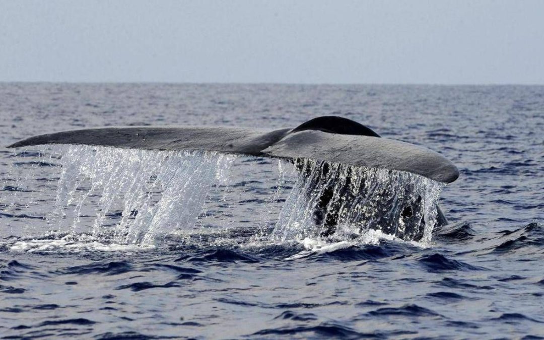 Balena di 200 anni in Groenlandia: “È nata prima della guerra civile americana”