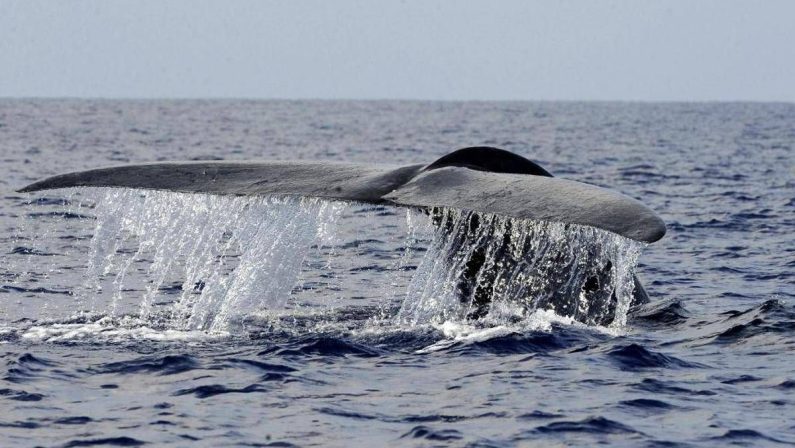 Balena di 200 anni in Groenlandia: “È nata prima della guerra civile americana”