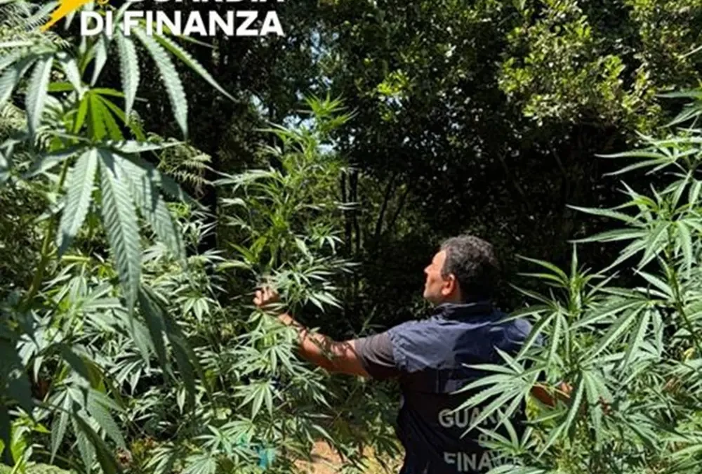 Sequestrata nel Cosentino una piantagione di marijuana nascosta nel bosco