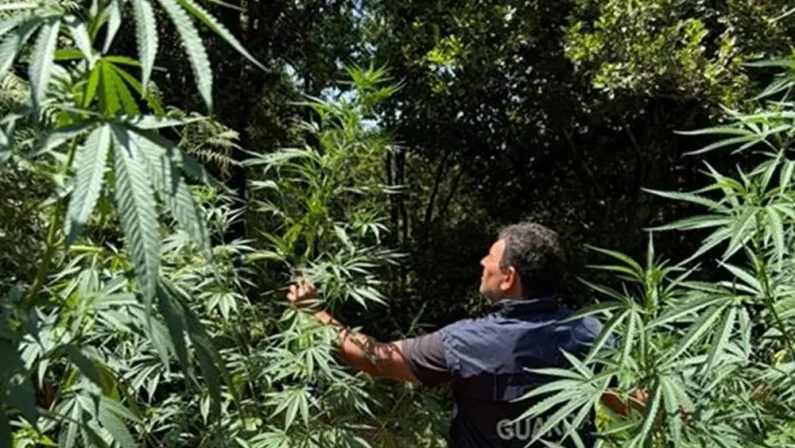 Sequestrata nel Cosentino una piantagione di marijuana nascosta nel bosco