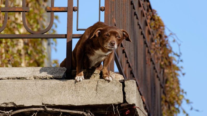 No a cani e gatti su balconi, scantinati, terrazze e cortili: la nuova legge in Spagna
