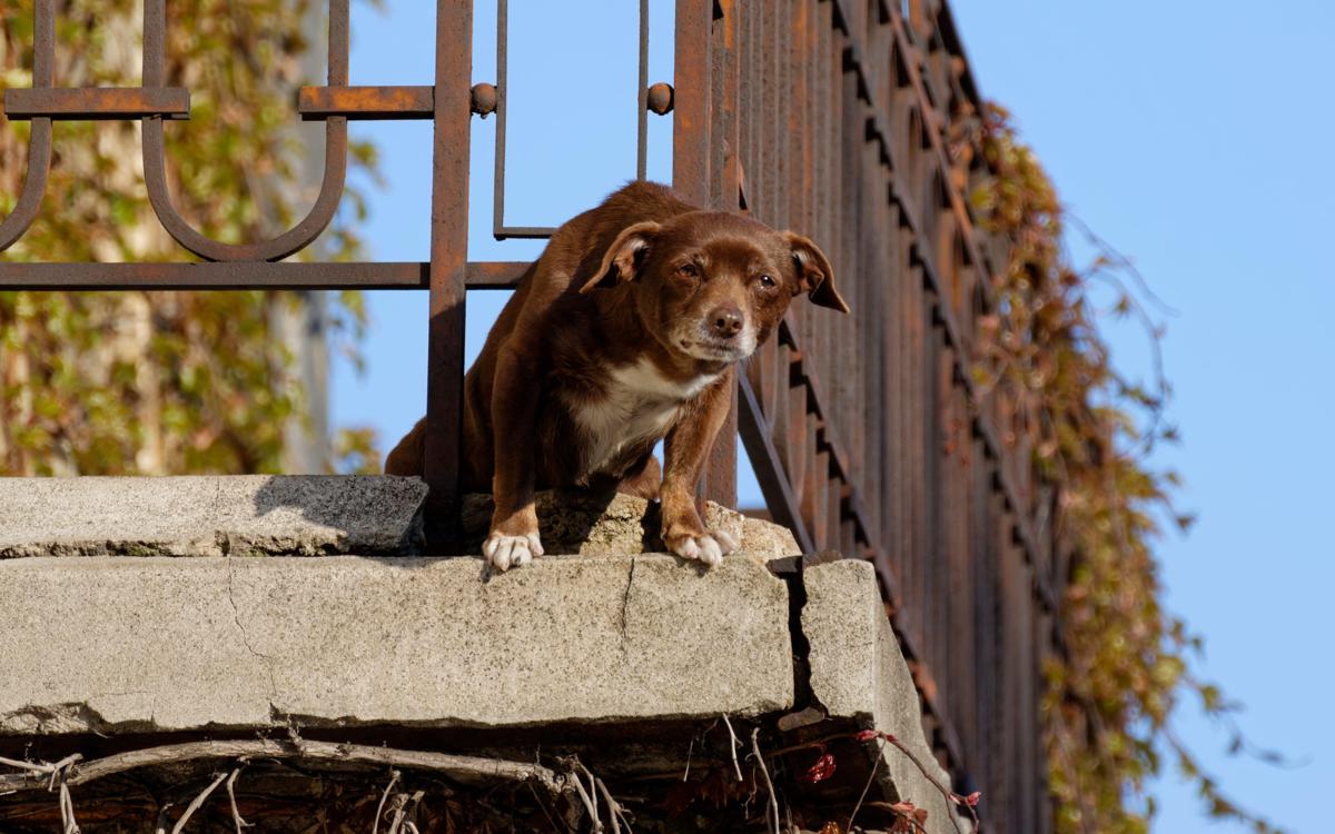 https://www.quotidianodelsud.it/wp-content/uploads/2026/08/cane-balcone-terrazzo-123rf-free.jpeg