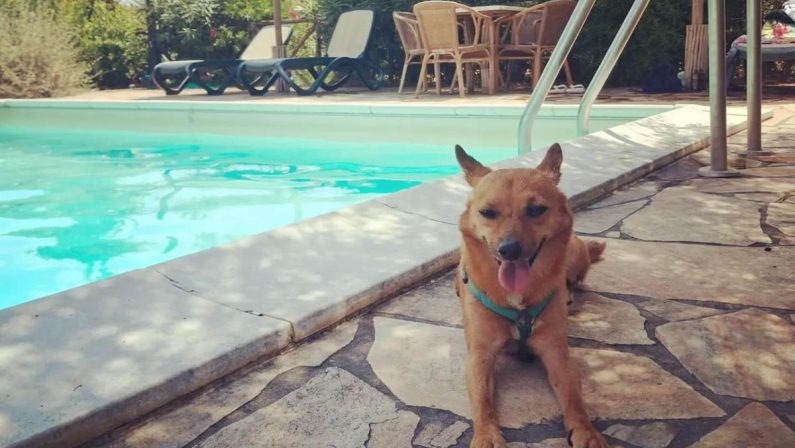 Giornata internazionale del cane, i consigli per viaggiare pet-friendly in Italia e all’estero