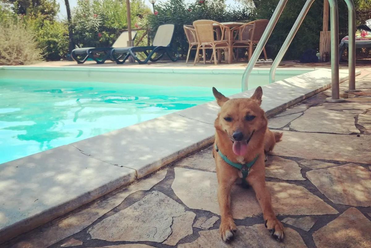 https://www.quotidianodelsud.it/wp-content/uploads/2026/08/cane-teo-piscina-adn.jpeg