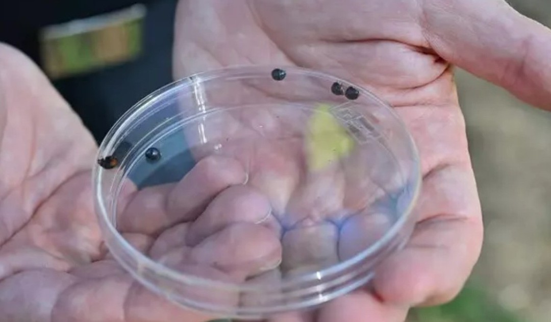 Una coccinella contro il killer dei pini: a Napoli, il primo test mondiale contro la cocciniglia tartaruga