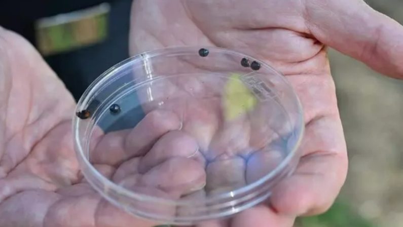 Una coccinella contro il killer dei pini: a Napoli, il primo test mondiale contro la cocciniglia tartaruga