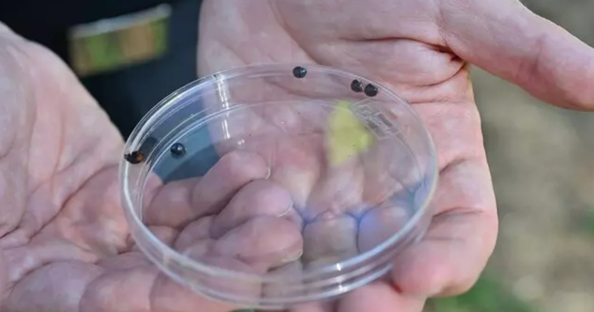 Coccinella originaria dell'America Latina liberata a Napoli per combattere la cocciniglia tartaruga
