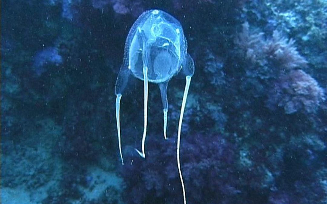 Punto da cubomedusa, 13enne muore in Thailandia