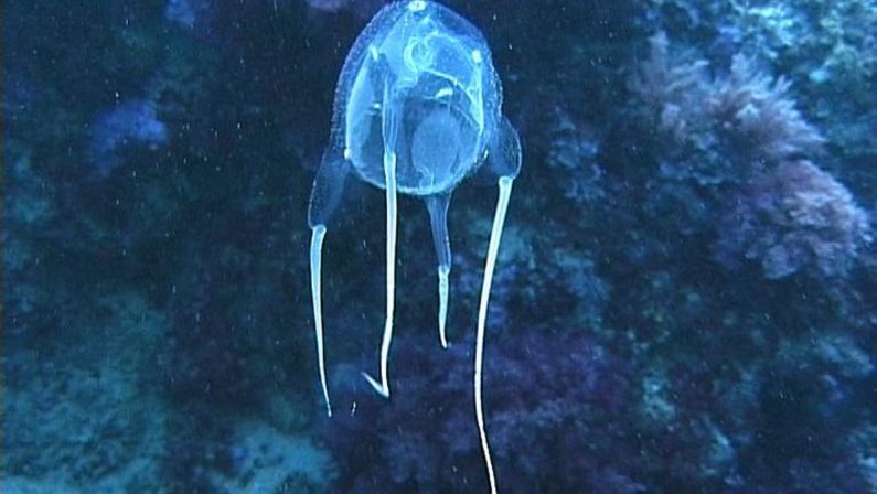 Punto da cubomedusa, 13enne muore in Thailandia