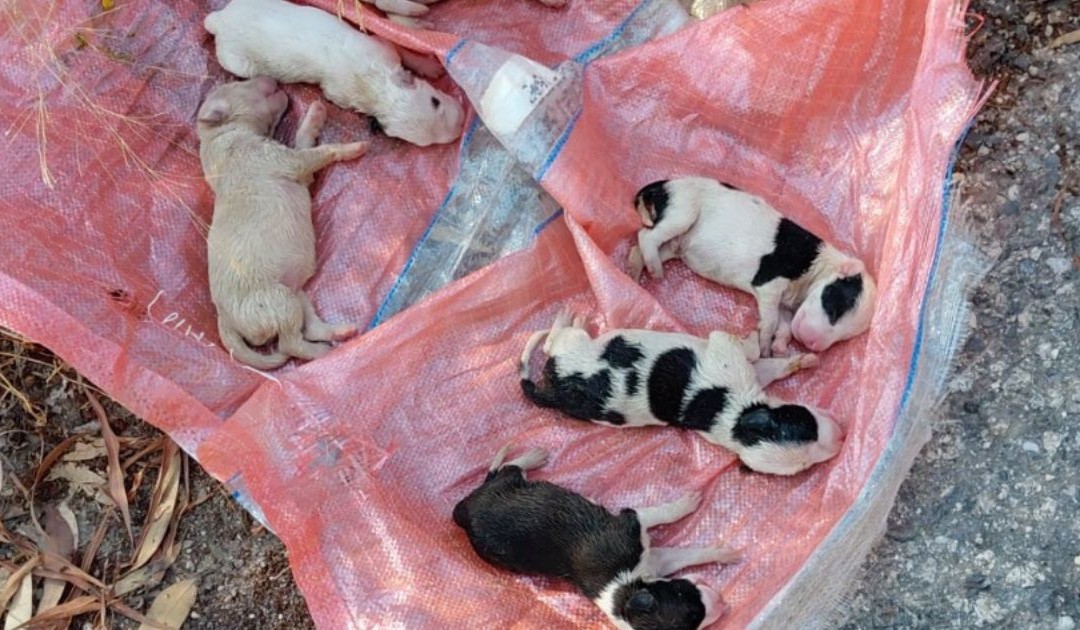 I cuccioli rinvenuti