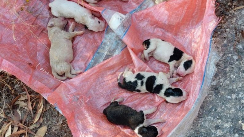 Caulonia, trovati sei cuccioli sepolti vivi in una busta