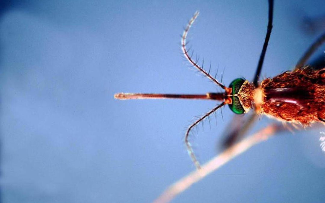 West Nile, infezioni in crescita: 312 casi confermati e 13 decessi da inizio anno