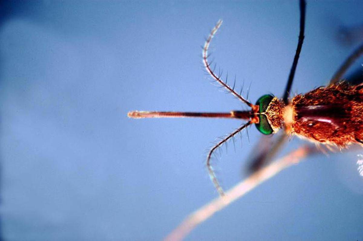 https://www.quotidianodelsud.it/wp-content/uploads/2026/08/ftg-ipa-zanzara-west-nile-nile-1.jpeg