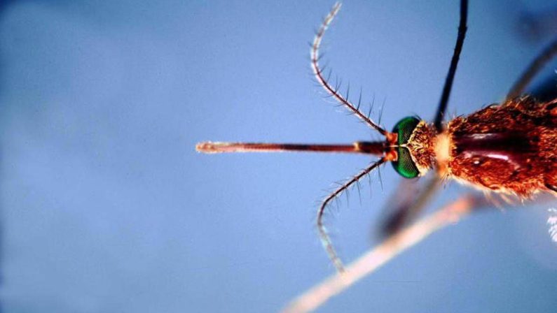 West Nile, Asl Teramo registra primo caso 2026 in Abruzzo: 85enne in buone condizioni