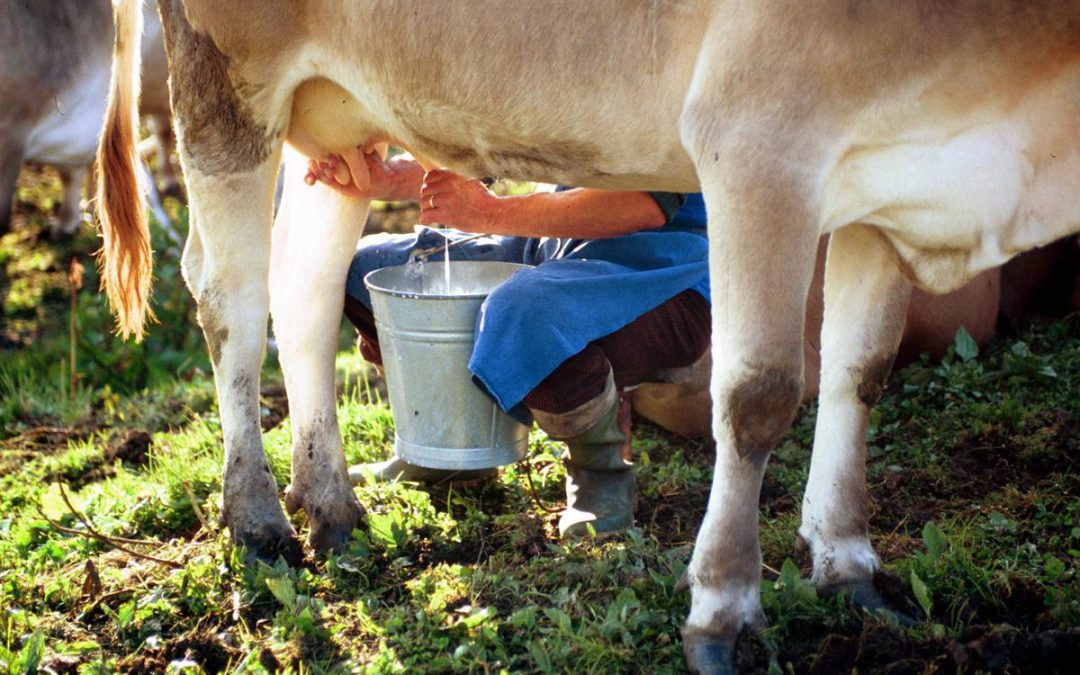 Latte crudo e batteri, le regole per non correre rischi