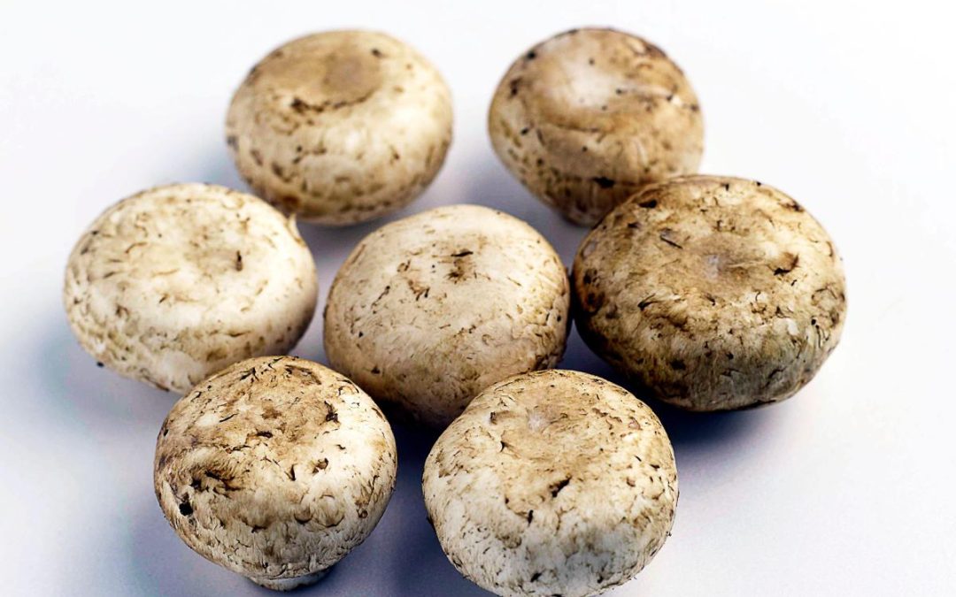 Da funghi champignon possibile azione anti-cancro prostata, si studia meccanismo