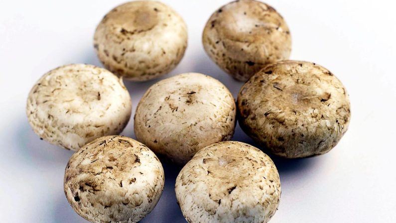 Da funghi champignon possibile azione anti-cancro prostata, si studia meccanismo