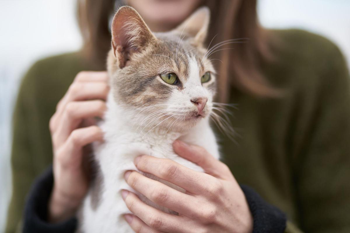 https://www.quotidianodelsud.it/wp-content/uploads/2026/08/gatto-123rf-free.jpeg