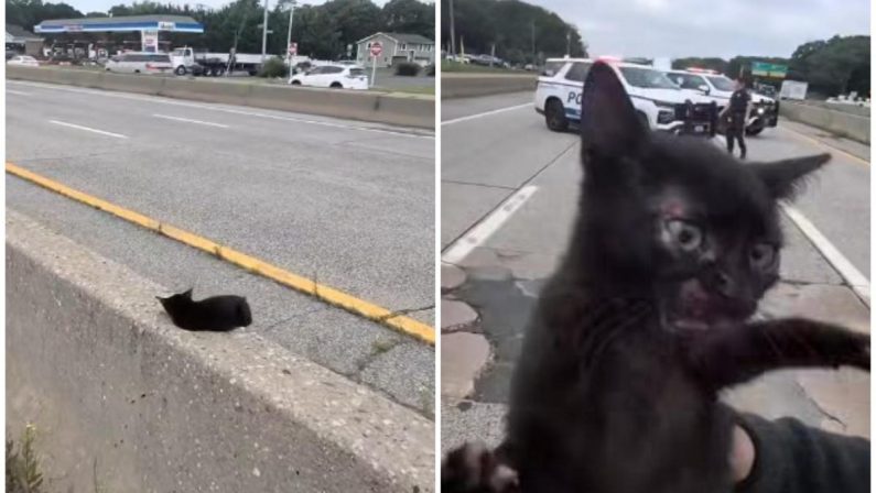 “C’è un gatto in autostrada”, l’operazione di salvataggio (riuscita) a New York