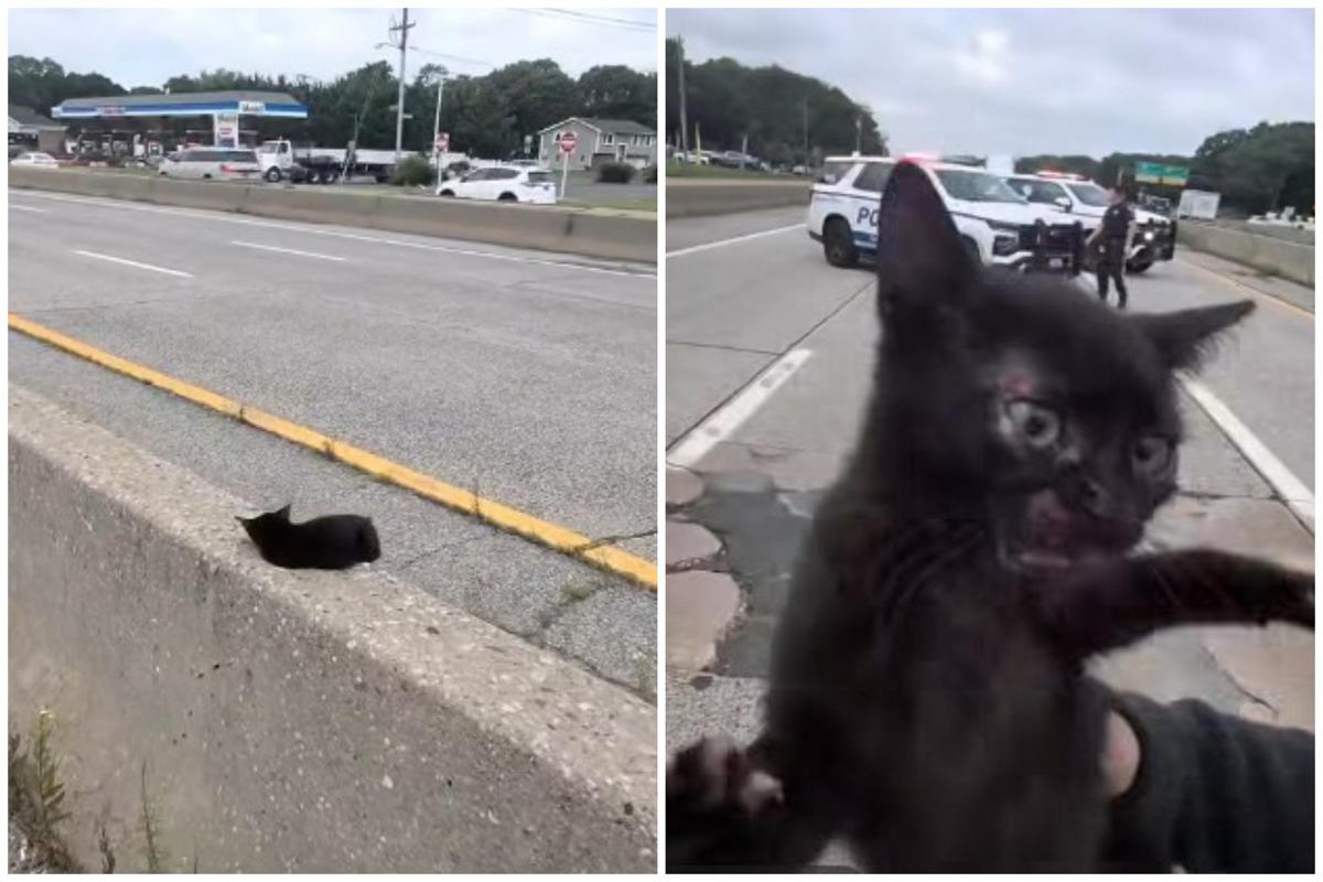 https://www.quotidianodelsud.it/wp-content/uploads/2026/08/gatto-autostrada-fb.jpeg