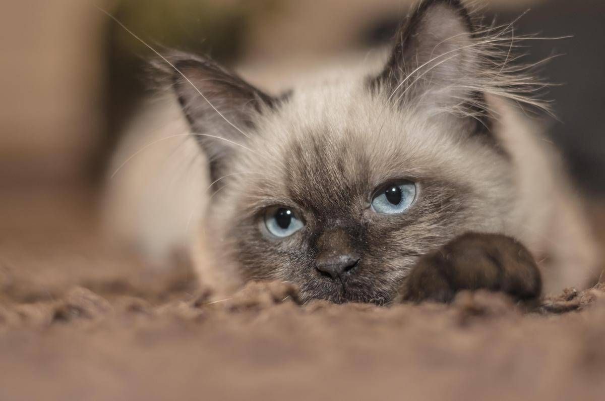 https://www.quotidianodelsud.it/wp-content/uploads/2026/08/gatto-grigio-123rf.jpeg