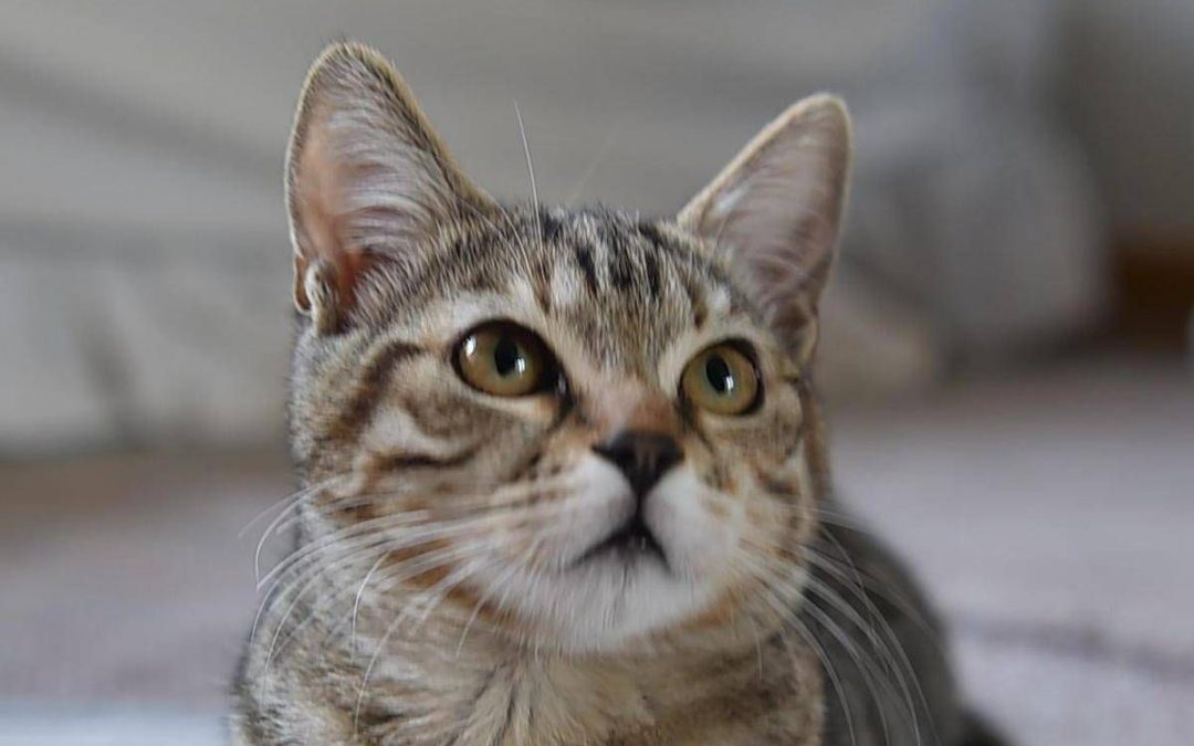 Gatto scompare per 10 anni, poi si presenta… al compleanno della padrona